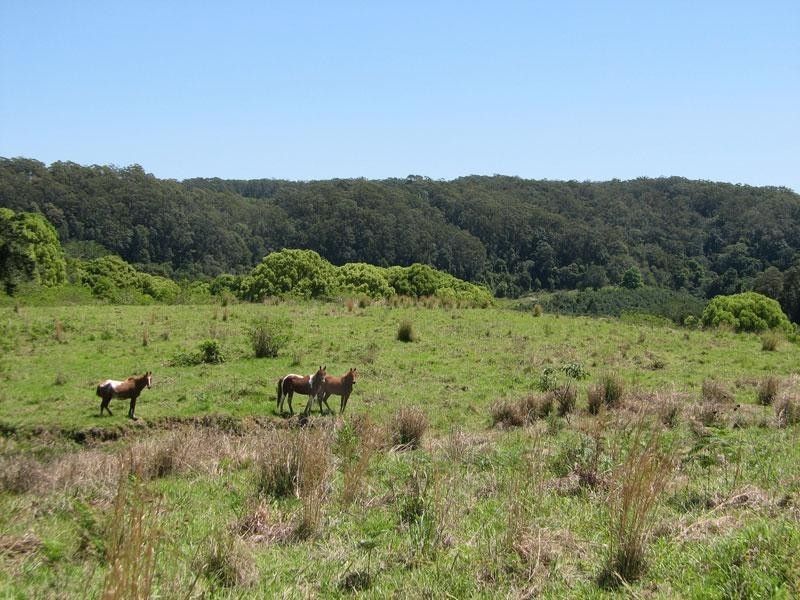 81 FOX ROAD, Rosebank NSW 2480