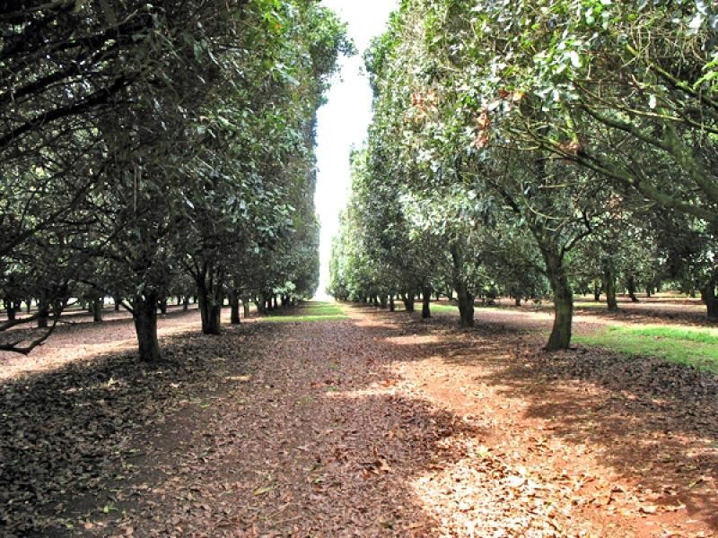 190 FLETCHER ROAD, Dunoon NSW 2480