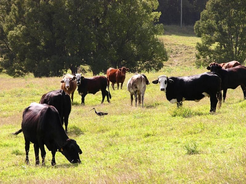 645 Houghlahans Creek Road, Pearces Creek NSW 2477