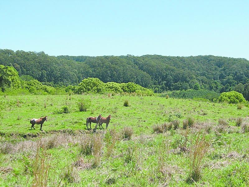 81 Fox Road, Rosebank NSW 2480