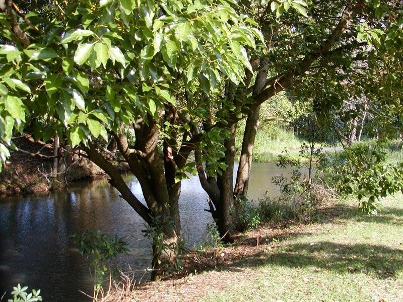 302 LINDENDALE ROAD, Lindendale NSW 2480