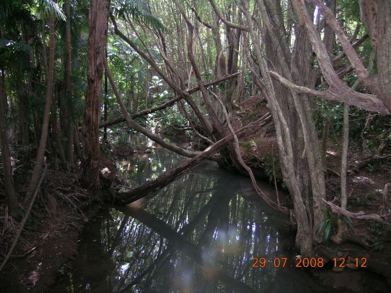 4 Elkhorn Place, Bangalow NSW 2479