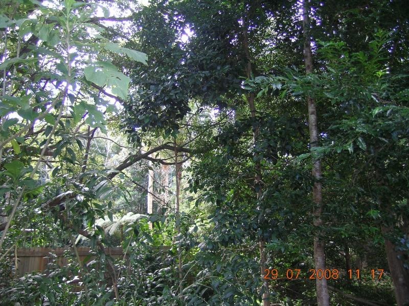 4 Elkhorn Place, Bangalow NSW 2479