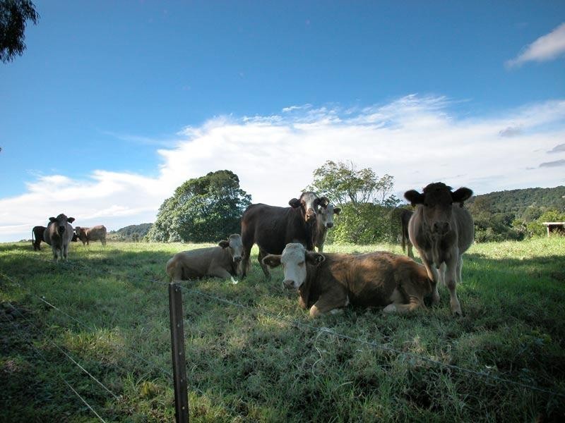 10 Nicholsons Lane, Nashua NSW 2479