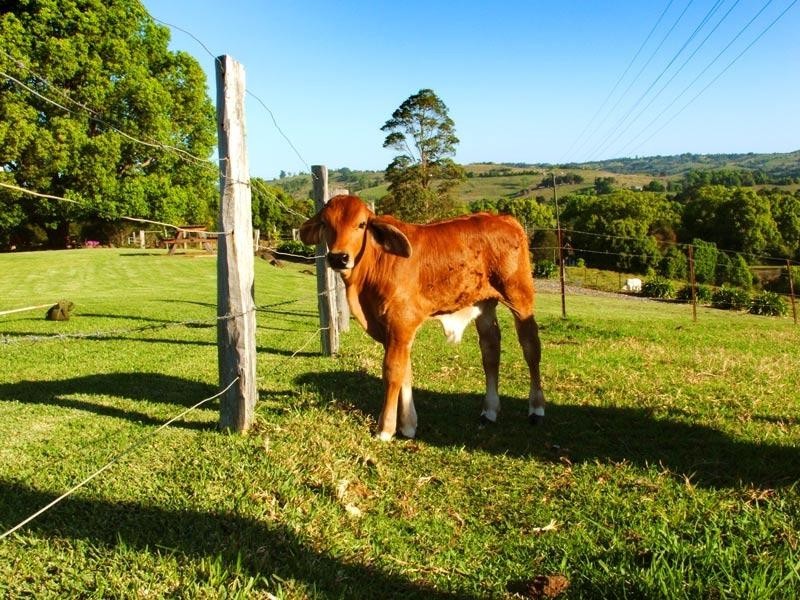 3 Federation Drive, Eltham NSW 2480