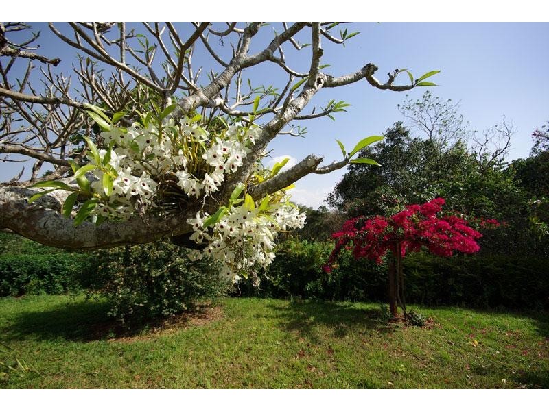 1781 Dunoon Road, Dunoon NSW 2480