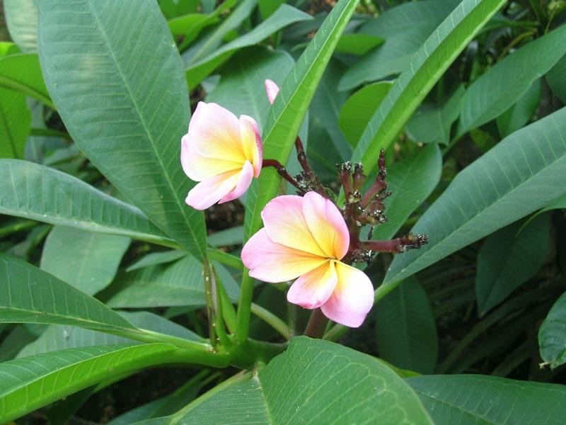 205 Coolamon Senic Drive, Coorabell NSW 2479