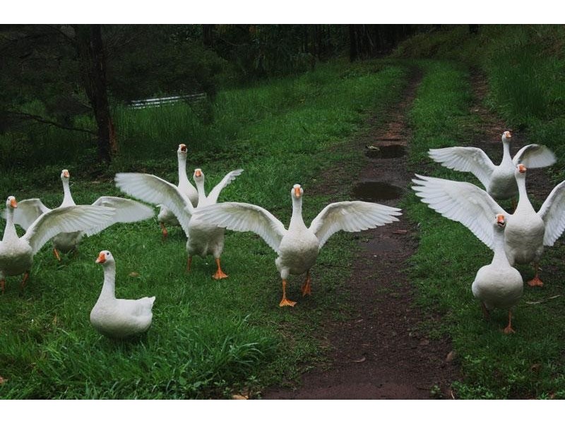 Lot 1/ Cudgera Creek Road, Pottsville Beach NSW 2489