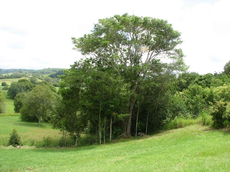 19 Julieanne Place, Bexhill NSW 2480