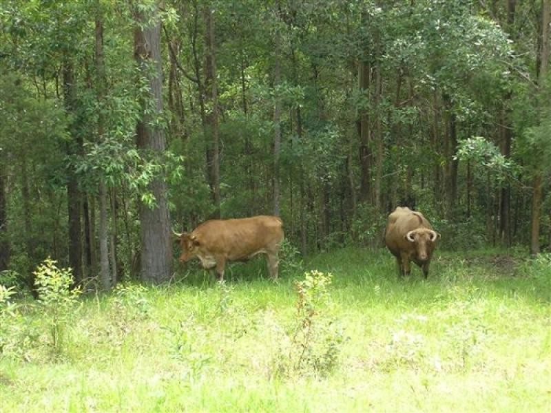 Austinville QLD 4213