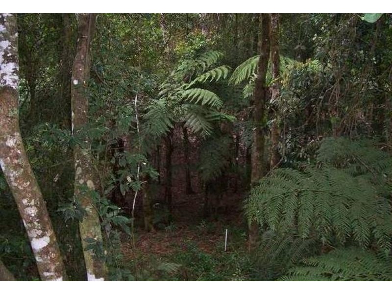 2713 Springbrook Road, Springbrook QLD 4213
