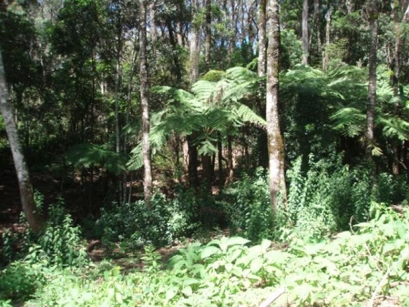2713 Springbrook Road, Springbrook QLD 4213
