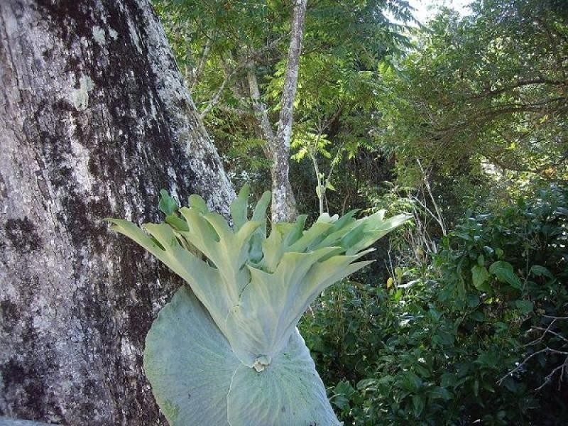 Lot 11 Piggotts Road, Guanaba QLD 4210