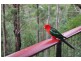 57 Bromfield Drive, Bonogin QLD 4213
