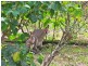 13 Isla Ct, Bonogin QLD 4213