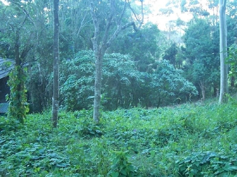 53 Lyrebird Ridge Road, Springbrook QLD 4213