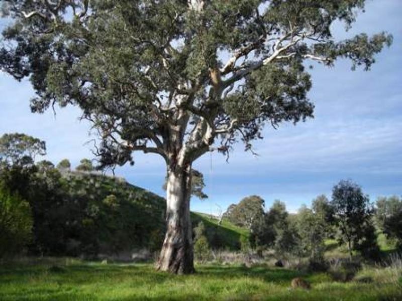 LOT 2/ SCRUBBY HILL ROAD, Highland Valley SA 5255