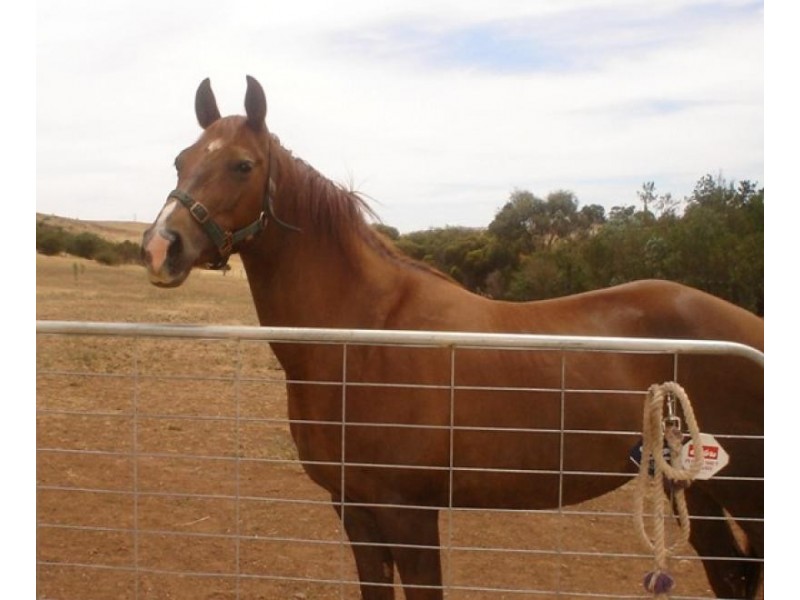 Lot 73/ Young Street (Via NAIRNE), Kanmantoo SA 5252