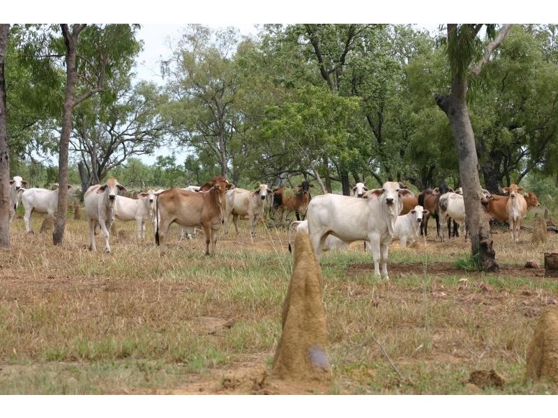 MARYFIELD STATION,, Larrimah NT 0852
