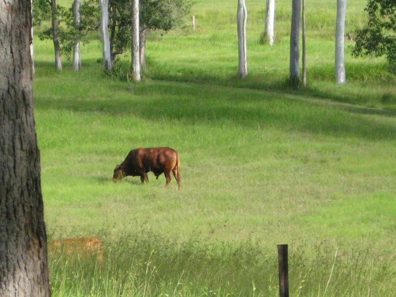 Mothar Mountain QLD 4570