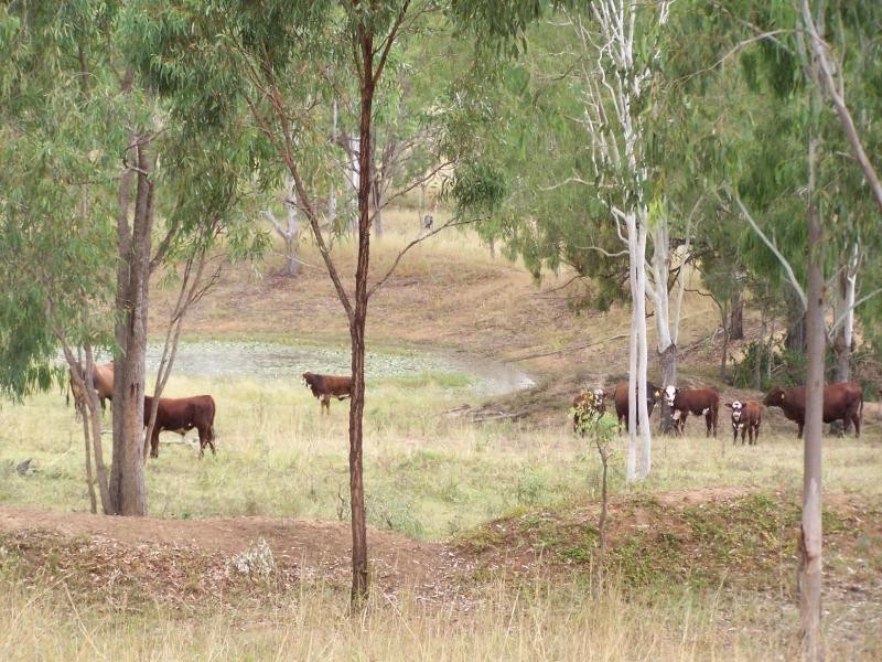 Cinnabar QLD 4600