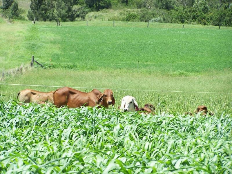 Sexton QLD 4570