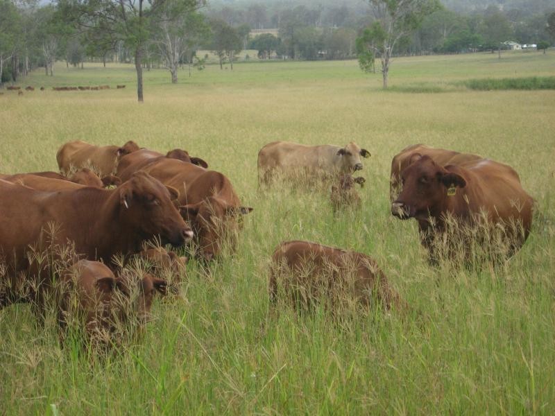 Lower Wonga QLD 4570