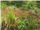 Lot 18/ Pine Ridge Rd, Glenwood QLD 4570