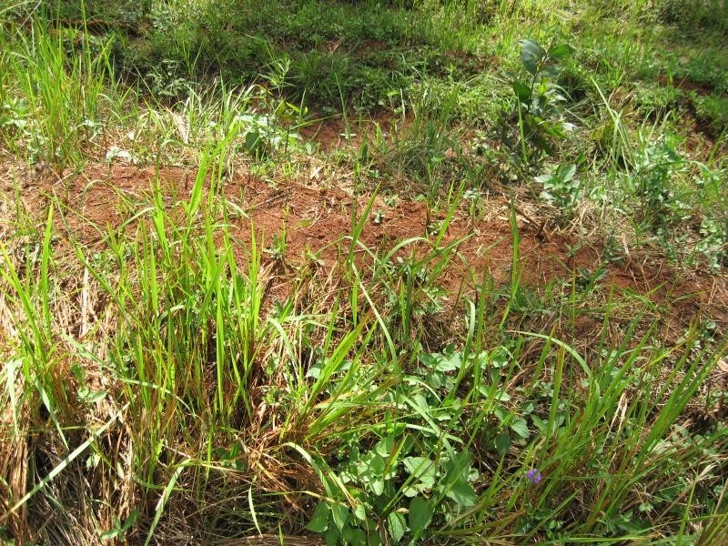 Lot 18/ Pine Ridge Rd, Glenwood QLD 4570
