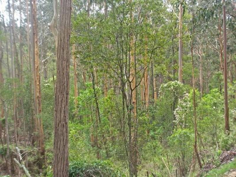 312 Hedley Range Road, Binginwarri VIC 3966