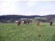 482 Old Whitelaws Track, Devon North VIC 3971
