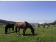 482 Old Whitelaws Track, Devon North VIC 3971