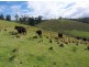 482 Old Whitelaws Track, Devon North VIC 3971
