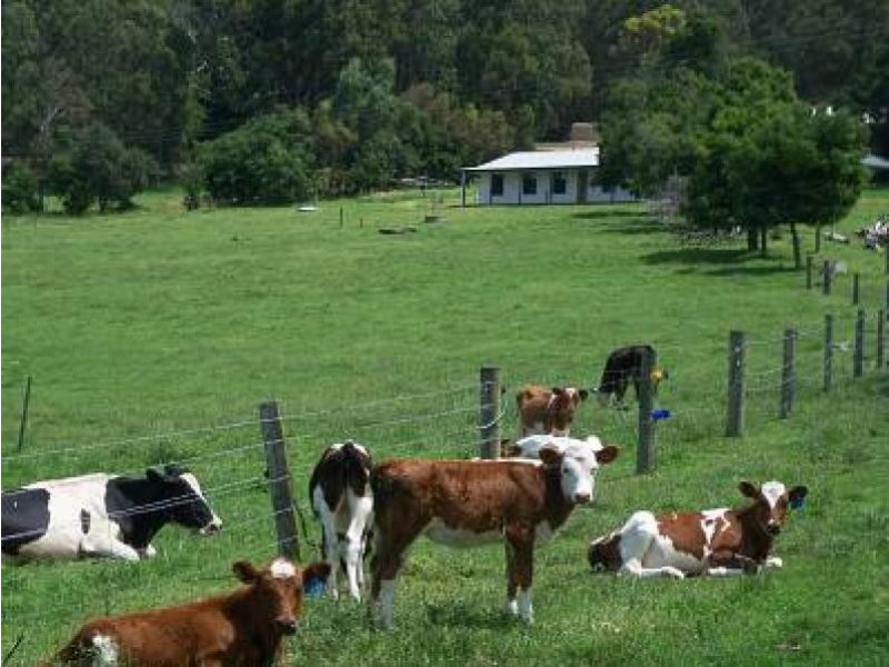 1010 Tarra Valley Road, Tarra Valley VIC 3971