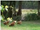 200 Hedley Range Road, Binginwarri VIC 3966