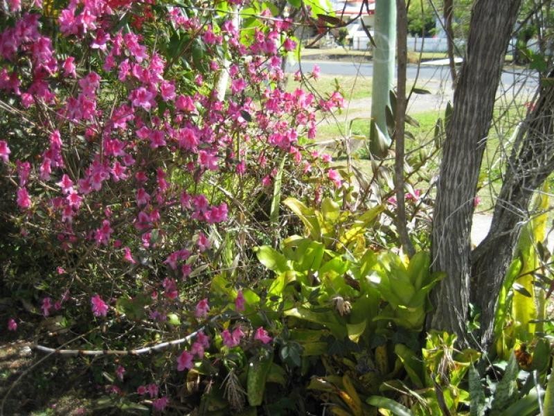 128 Stuart Street, Mullumbimby NSW 2482