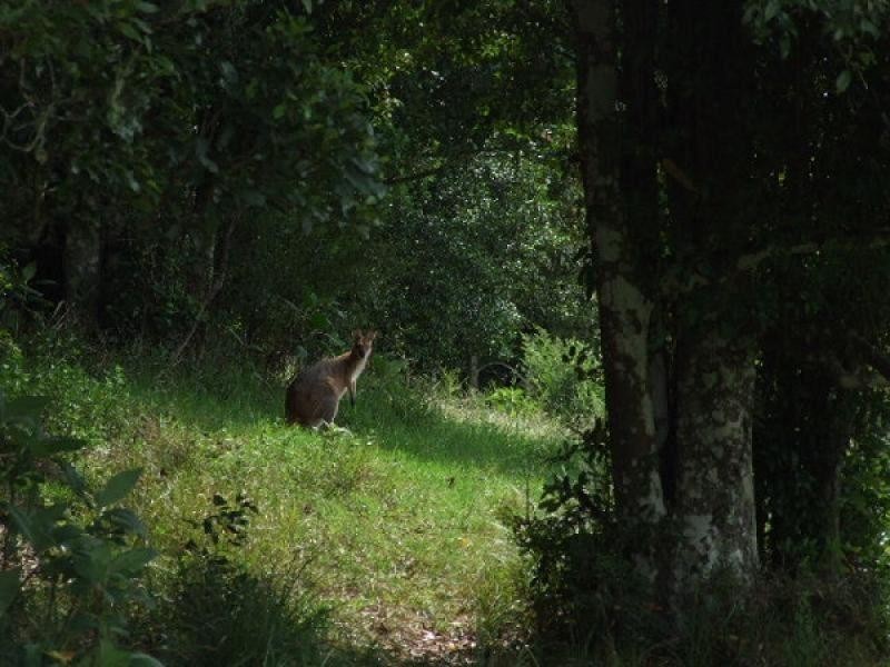 Wingham NSW 2429