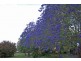 Wingham NSW 2429