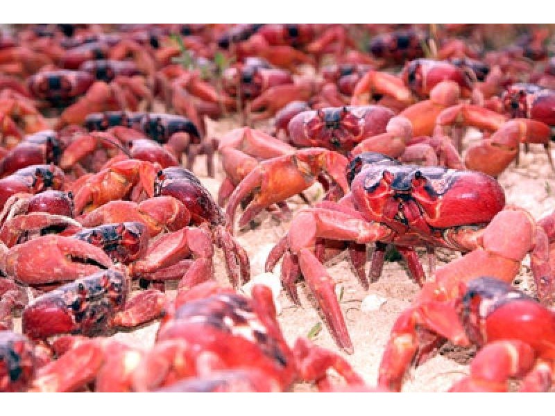 1 Highland Court, Christmas Island WA 6798