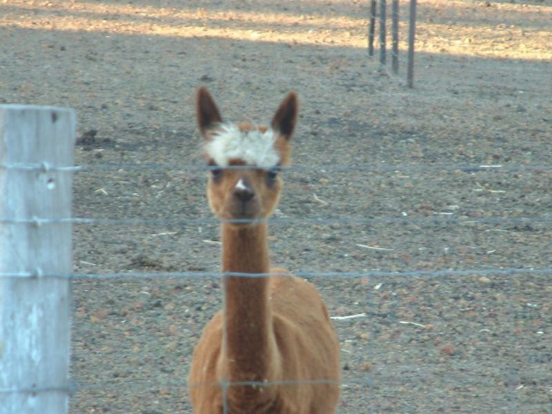 2 White Gum Glen, BEECHINA, Chidlow WA 6556