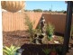 66 Orchid Ave, Beechboro WA 6063
