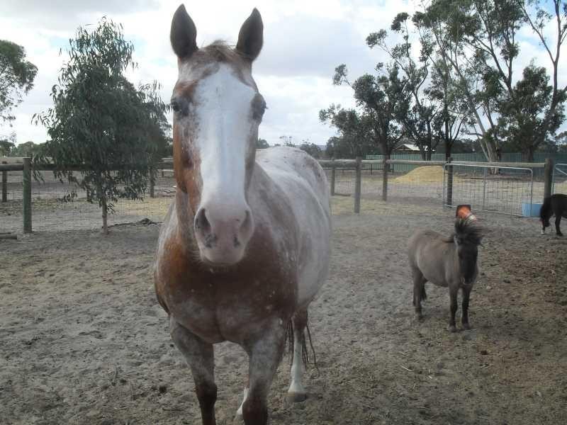 21 Albert Rd, Middle Swan WA 6056