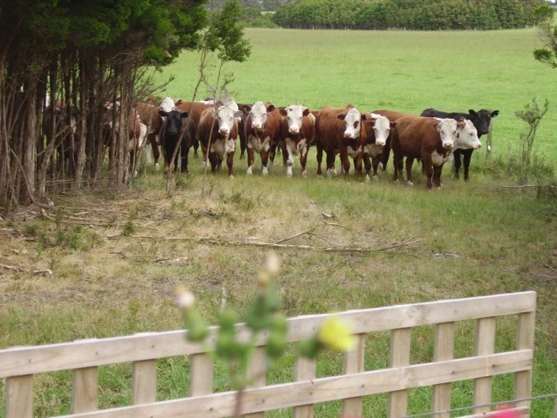 877 Reekara Rd, King Island TAS 7256