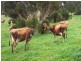 King Island TAS 7256