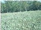 LOT 9, 9 HUBBARDS ROAD, Chinchilla QLD 4413