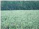 LOT 9, 9 HUBBARDS ROAD, Chinchilla QLD 4413