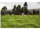 670 Moleton Road, Lowanna NSW 2450