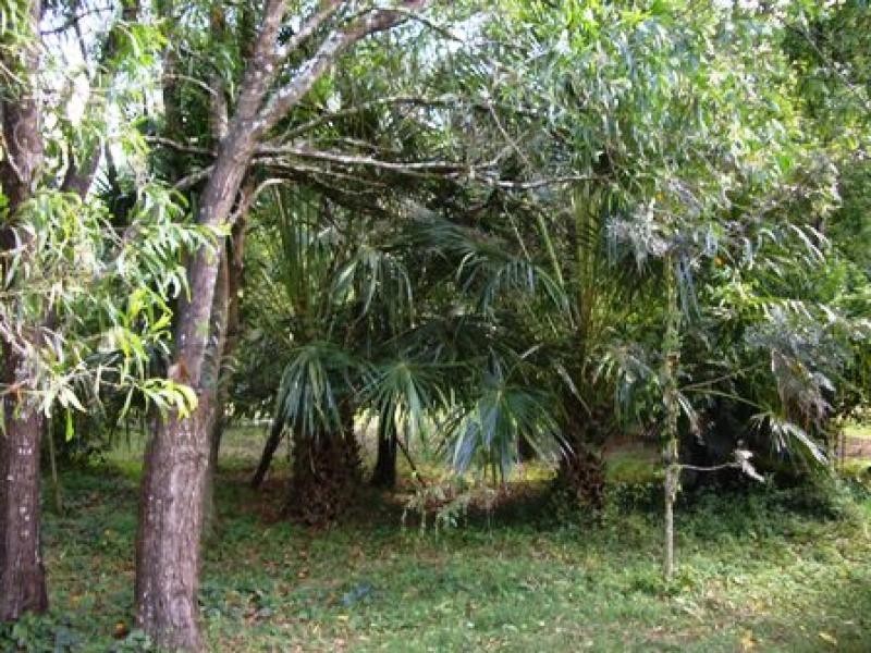 526 GLENS CREEK ROAD, Nymboida NSW 2460