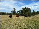 5607 CLARENCE WAY, Upper Fine Flower NSW 2460