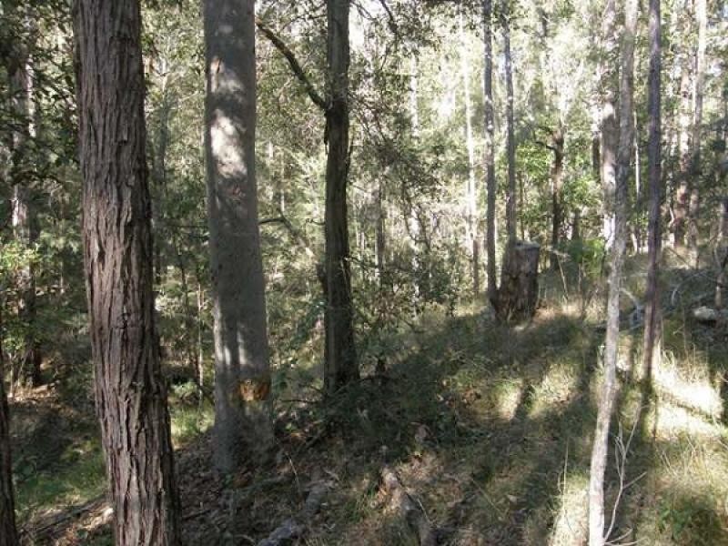 41 GLENS CREEK ROAD, NYMBOIDA, Grafton NSW 2460